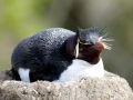 Rockhopper Penguin