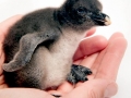 Rockhopper Penguin