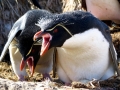 Rockhopper Penguin
