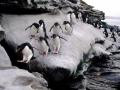 Rockhopper Penguin