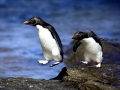Rockhopper Penguin
