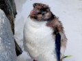 Rockhopper Penguin