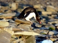Rockhopper Penguin
