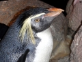Rockhopper Penguin
