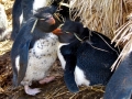 Rockhopper Penguin