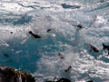 Rockhopper Penguin