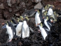 Rockhopper Penguin