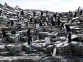 Rockhopper Penguin