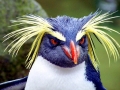 Rockhopper Penguin
