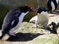 Rockhopper Penguin