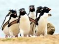 Rockhopper Penguin