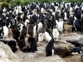 Rockhopper Penguin