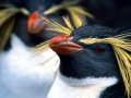 Rockhopper Penguin