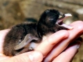 Rockhopper Penguin