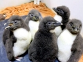 Rockhopper Penguin