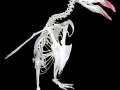 Rockhopper Penguin