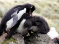 Rockhopper Penguin