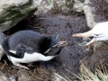 Rockhopper Penguin