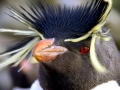 Rockhopper Penguin