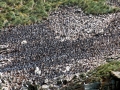 Rockhopper Penguin