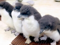 Rockhopper Penguin