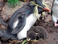 Rockhopper Penguin