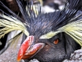 Rockhopper Penguin