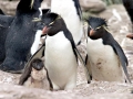 Rockhopper Penguin