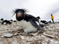 Rockhopper Penguin