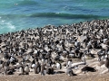 Rockhopper Penguin