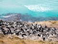 Rockhopper Penguin