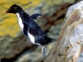 Rockhopper Penguin