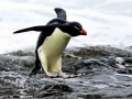 Rockhopper Penguin