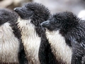 Rockhopper Penguin