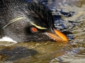 Rockhopper Penguin