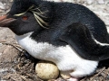 Rockhopper Penguin