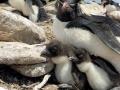 Rockhopper Penguin
