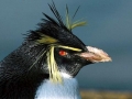 Rockhopper Penguin