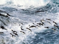 Rockhopper Penguin