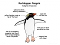 Rockhopper Penguin