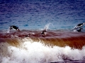 Rockhopper Penguin