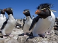 Rockhopper Penguin
