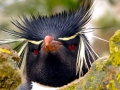 Rockhopper Penguin
