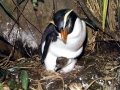 Rockhopper Penguin