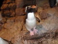 Rockhopper Penguin