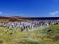 Rockhopper Penguin