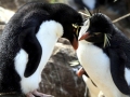 Rockhopper Penguin