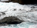 Rockhopper Penguin