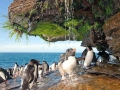 Rockhopper Penguin