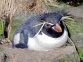 Rockhopper Penguin